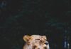 Meet Kiazi! Pittsburgh Zoo Introduces New Lion Cub to the Public A lion cub and a lioness cuddling.