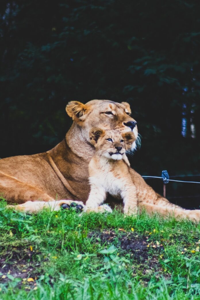 A lion cub and a lioness cuddling.