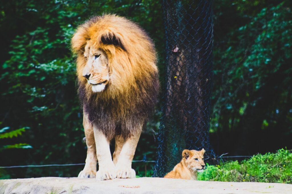 A male lion stands beside a small lion cub.