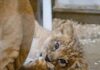 Pittsburgh Zoo to Reveal Lion Cub’s Name During Public Debut A lion cub lays on the floor with its paw by its mouth.