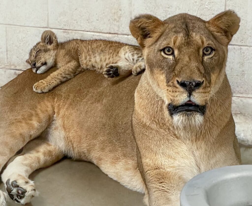 A small lion cub lays on her mother's back.