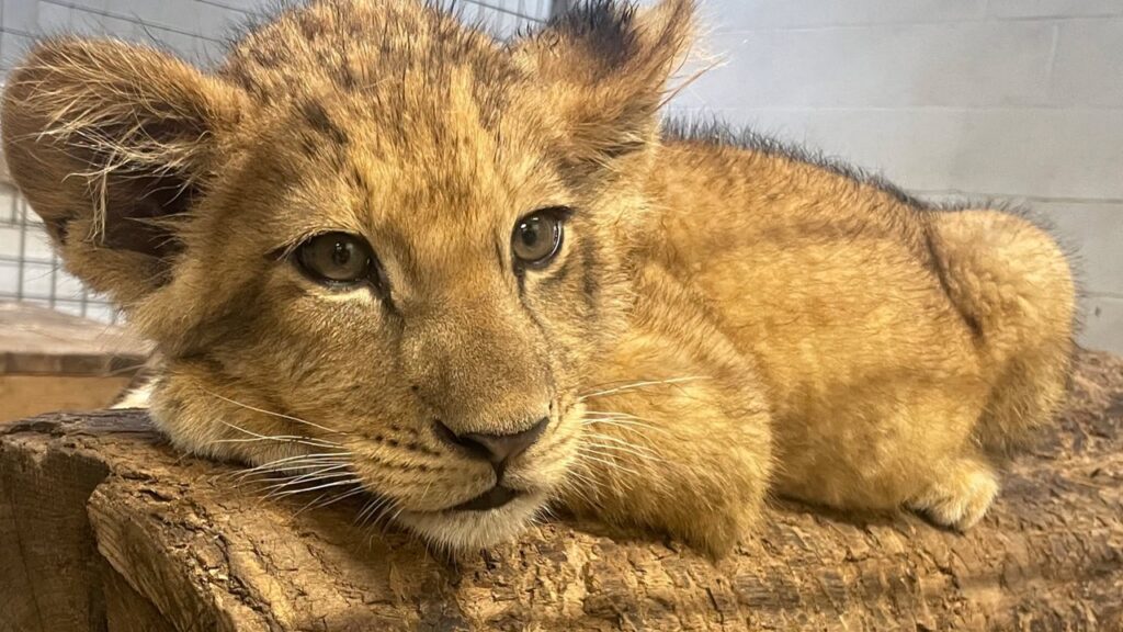 A lion cub lays on a log.