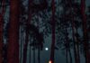 Your Full Moon in Aries Horoscope: September 2026 A campfire under a full moon in the woods with trees overhead.