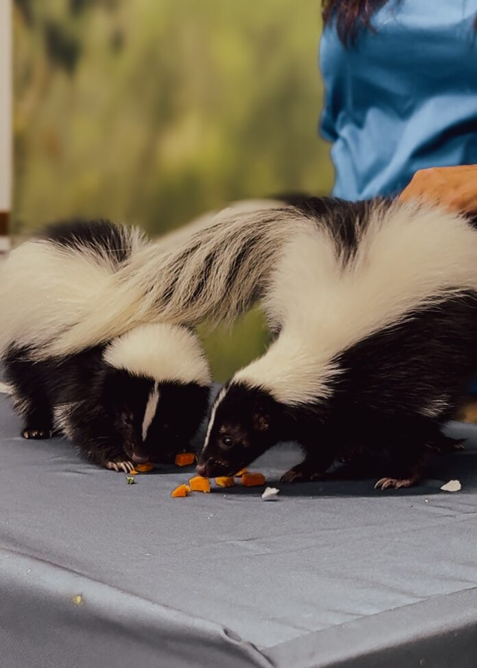 Two baby striped skunks eating carrots at the National Aviary.