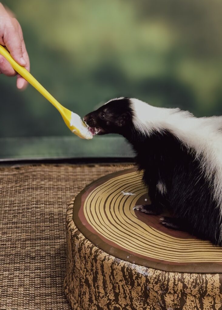 Baby skunk being fed from a yellow spoon at the National Aviary