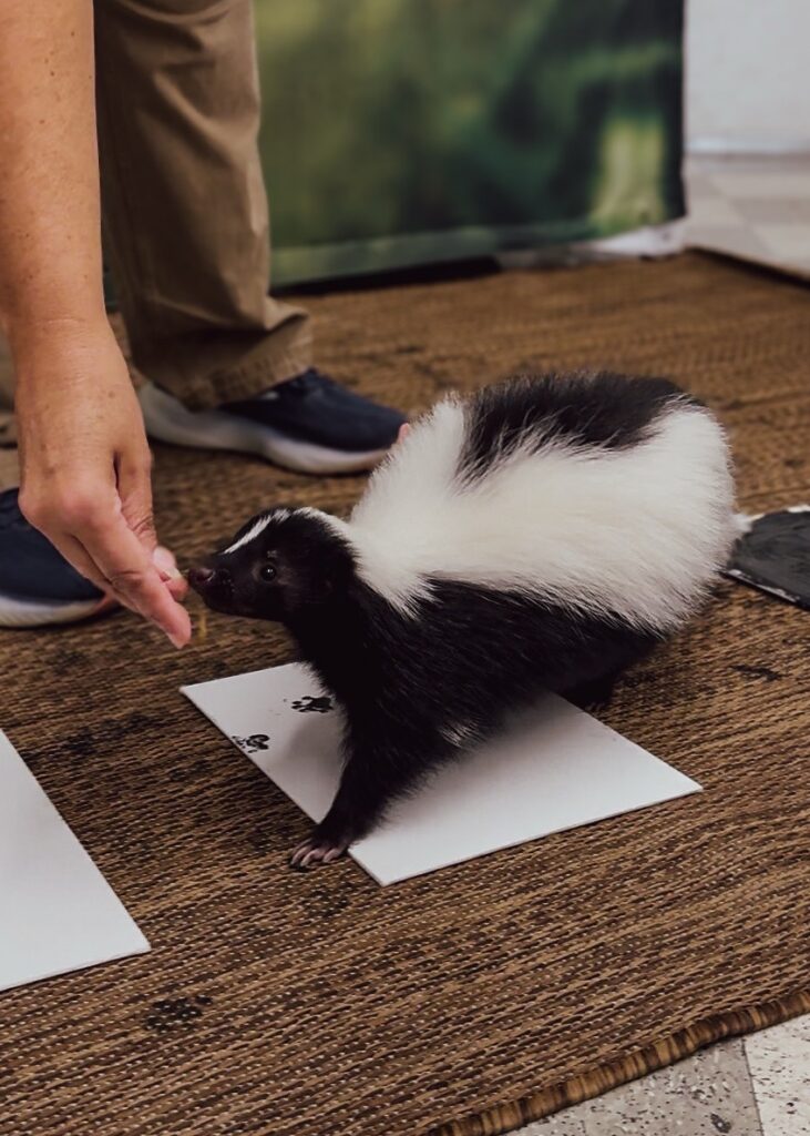 National Aviary skunk sisters being hand-fed by a keeper.
