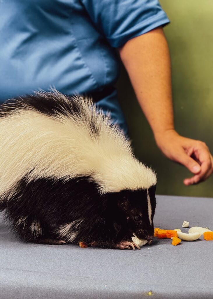 Striped skunk sisters eating at the National Aviary