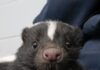 The National Aviary Welcomes Two Striped Skunk Sisters—And You Can Name Them! Close-up of a baby striped skunk with a white stripe on its head.