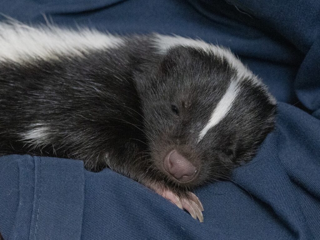 Striped skunk sisters at the National Aviary, one sleeping on blue fabric.