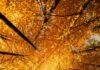 Your Fall 2026 Horoscope for the Autumn Equinox Looking up at a group of tree tops with autumn leaves in orange and yellow colors.