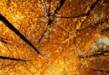 Your Fall 2026 Horoscope for the Autumn Equinox Looking up at a group of tree tops with autumn leaves in orange and yellow colors.