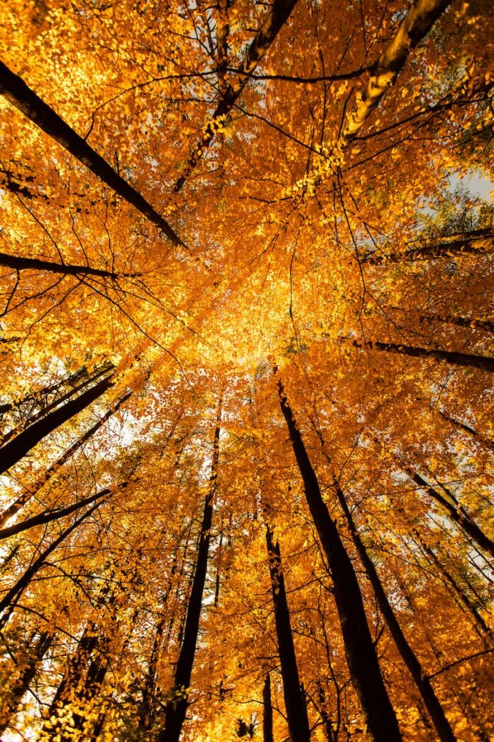 Looking up at a group of tree tops with autumn leaves in orange and yellow colors.