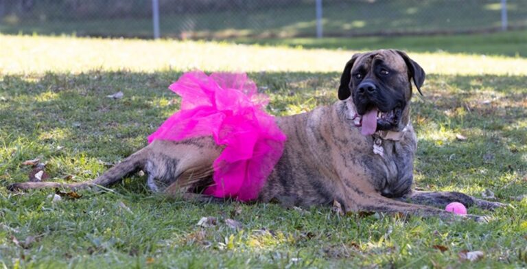 Bark or Treat TABLE magazine 768x392