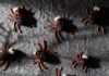 Berry Scary Spider Treats with Blackberries and Chocolate Berry Scary Spiders made from blackberries and blueberries with candy eyes and chocolate legs.