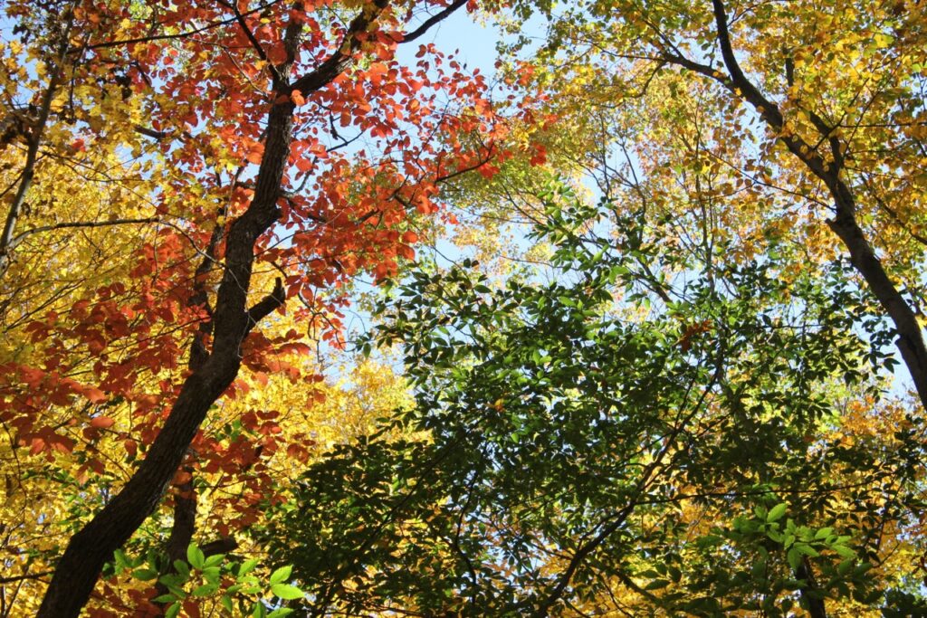 Vibrant autumn leaves in yellow, orange, and green against a blue sky.