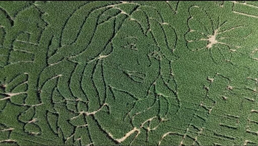 Aerial view of a corn maze shaped like a face, perfect for fall fun near Pittsburgh.