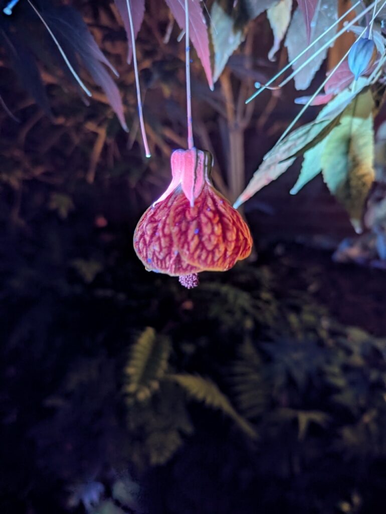 Hanging bell-shaped flower with red and orange hues, detailed texture.