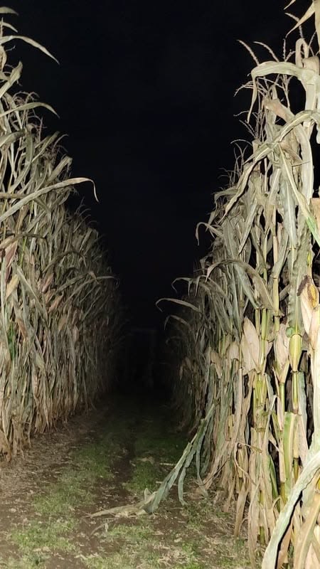 Dark corn maze path at night, perfect for fall fun near Pittsburgh.
