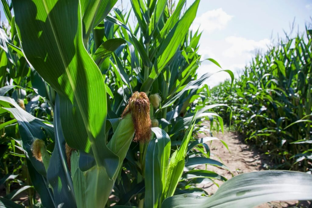 Corn maze path with tall green corn stalks on a sunny day
