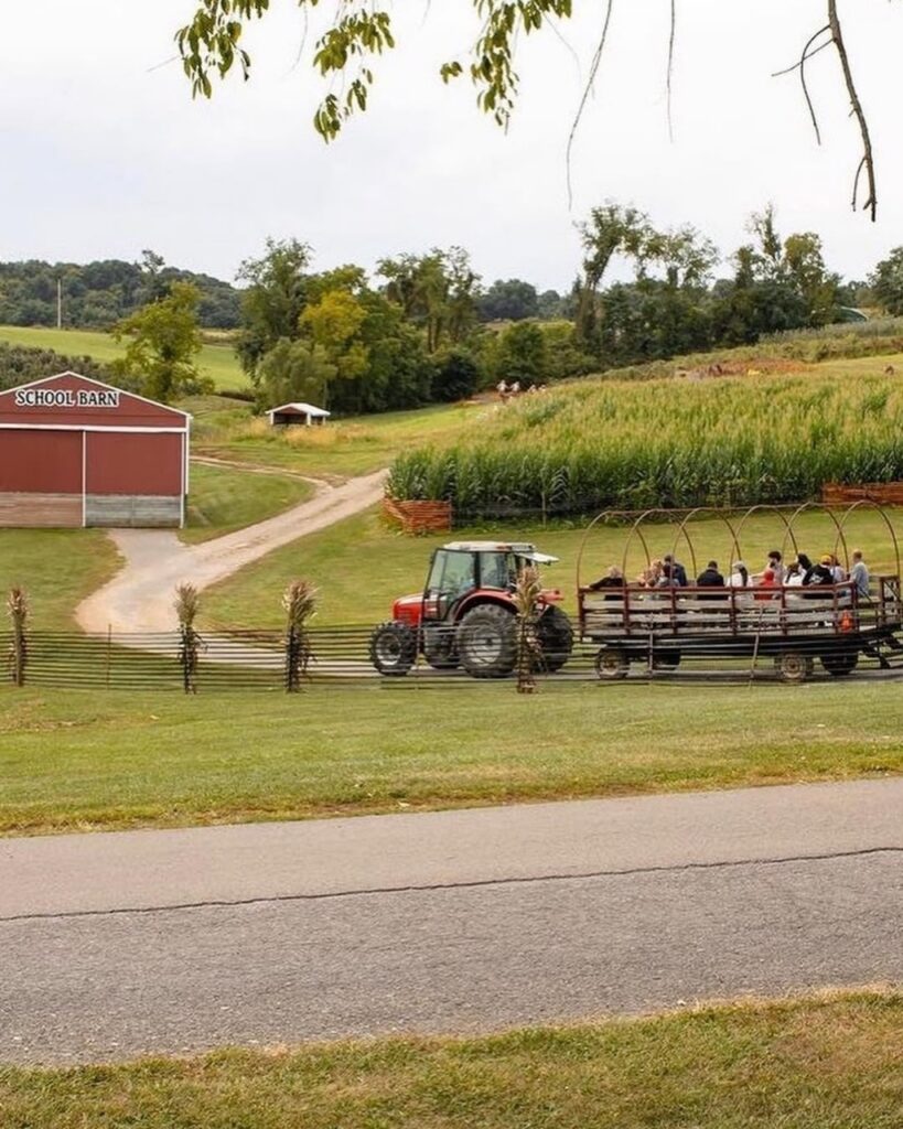 Tractor pulling a wagon of people through a corn maze near Pittsburgh's School Barn.